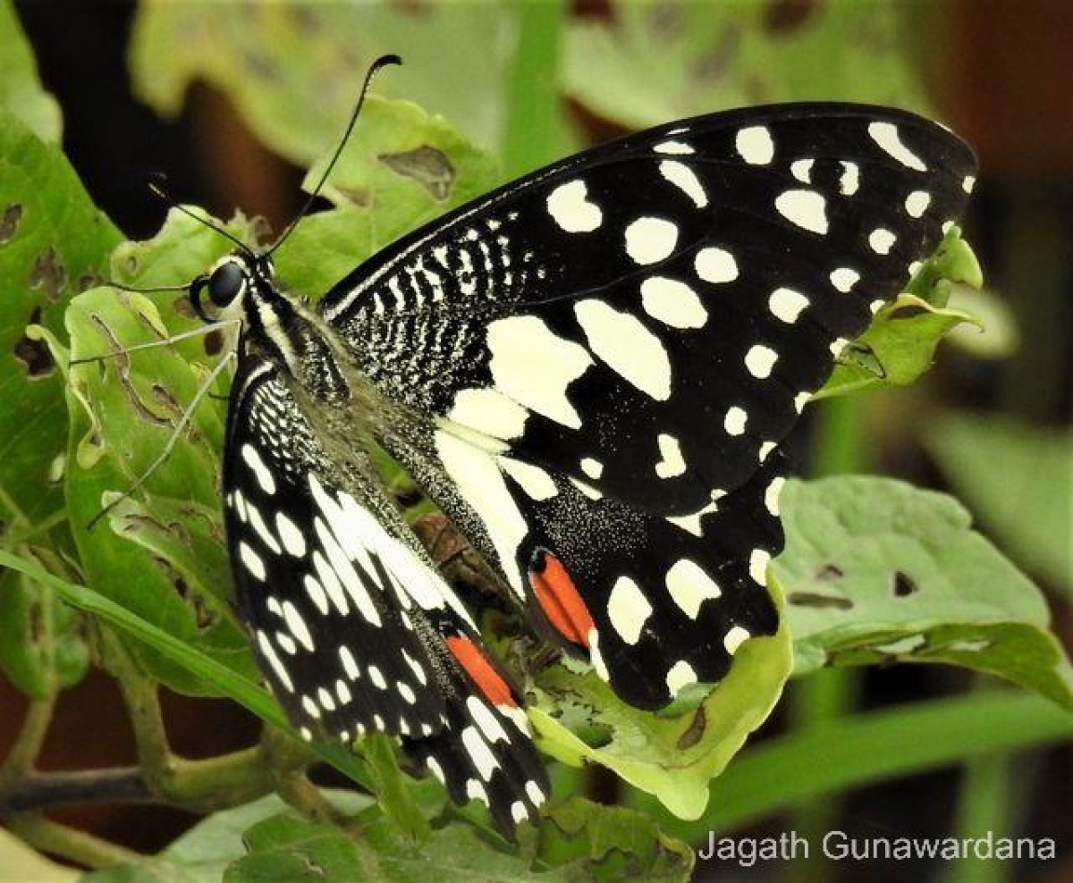 Papilio demoleus Linnaeus, 1758